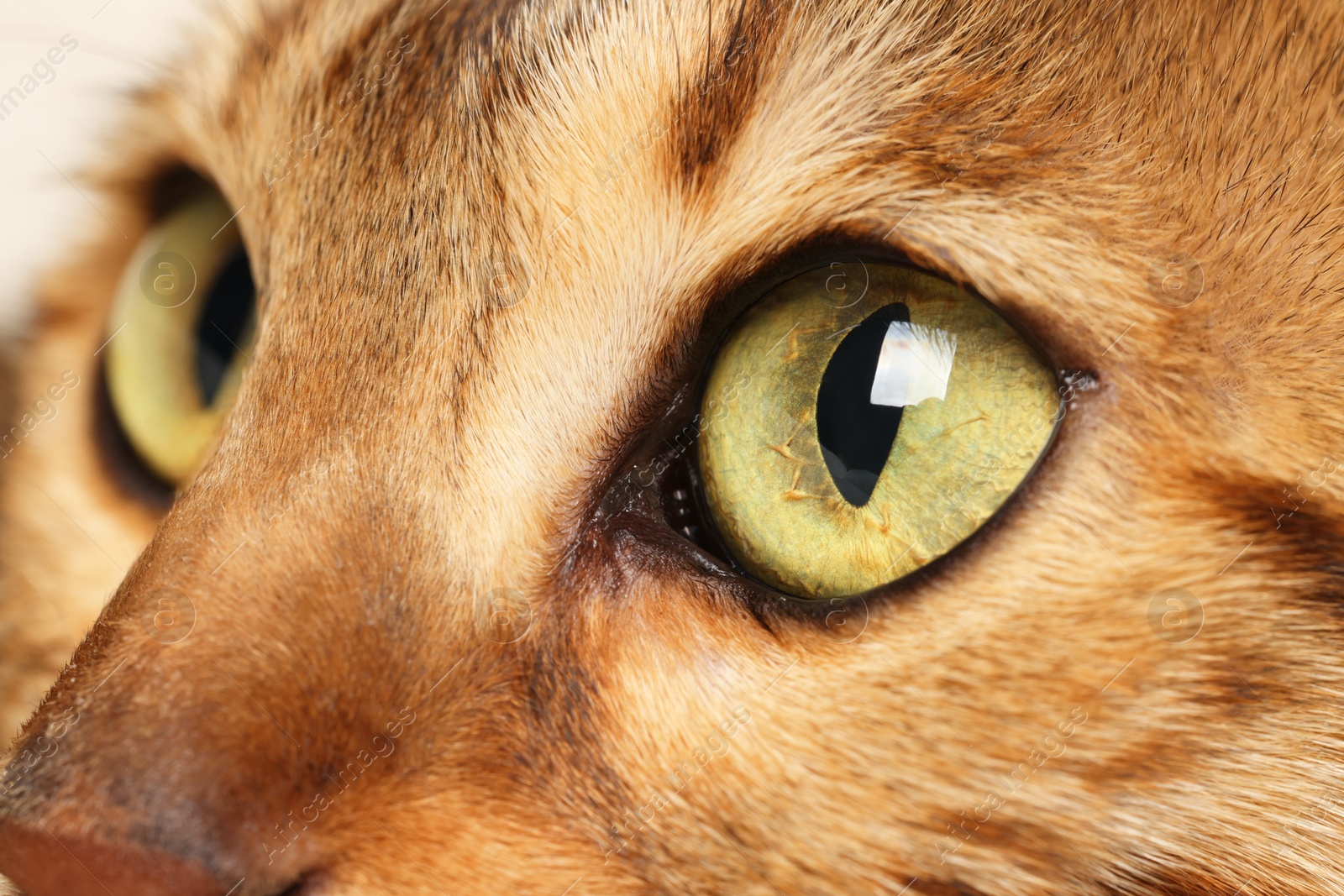 Photo of Macro photo of cat with beautiful eyes. Cute pet