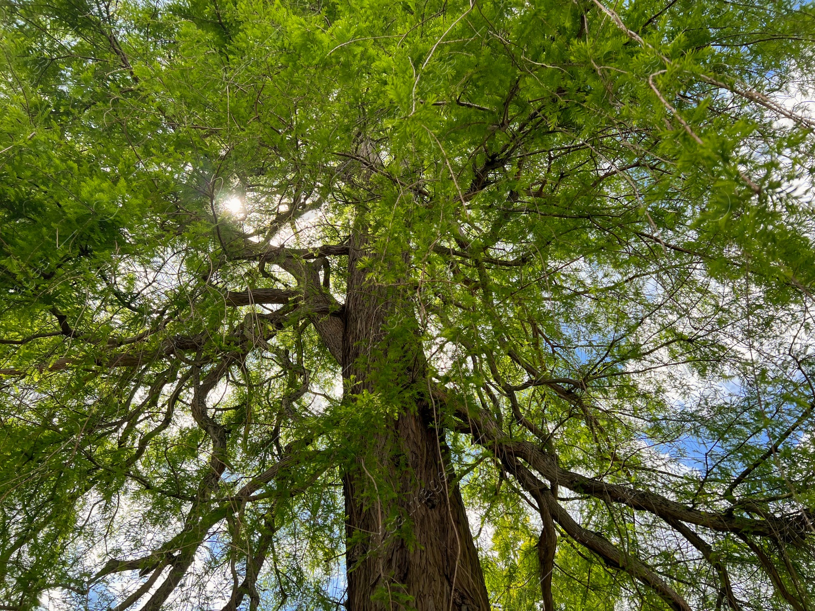 Photo of Beautiful tall tree with green leaves in park, low angle view