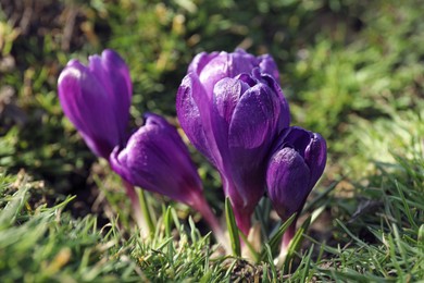 Photo of Beautiful purple crocus flowers growing in garden, closeup