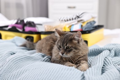 Photo of Travel with pet. Cat, clothes and suitcase on bed indoors