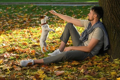 Man with adorable Jack Russell Terrier in autumn park. Dog walking