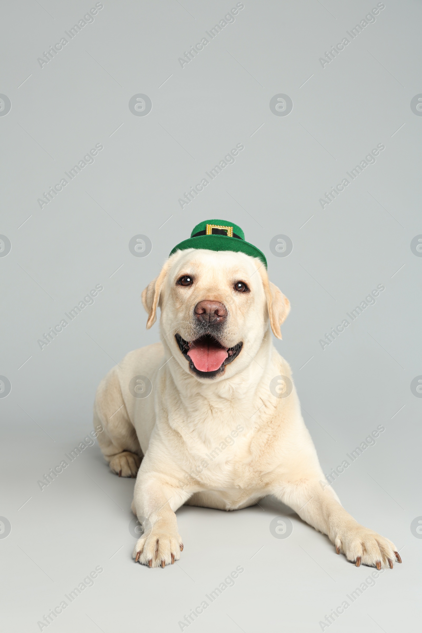 Photo of Labrador retriever with leprechaun hat on light grey background. St. Patrick's day