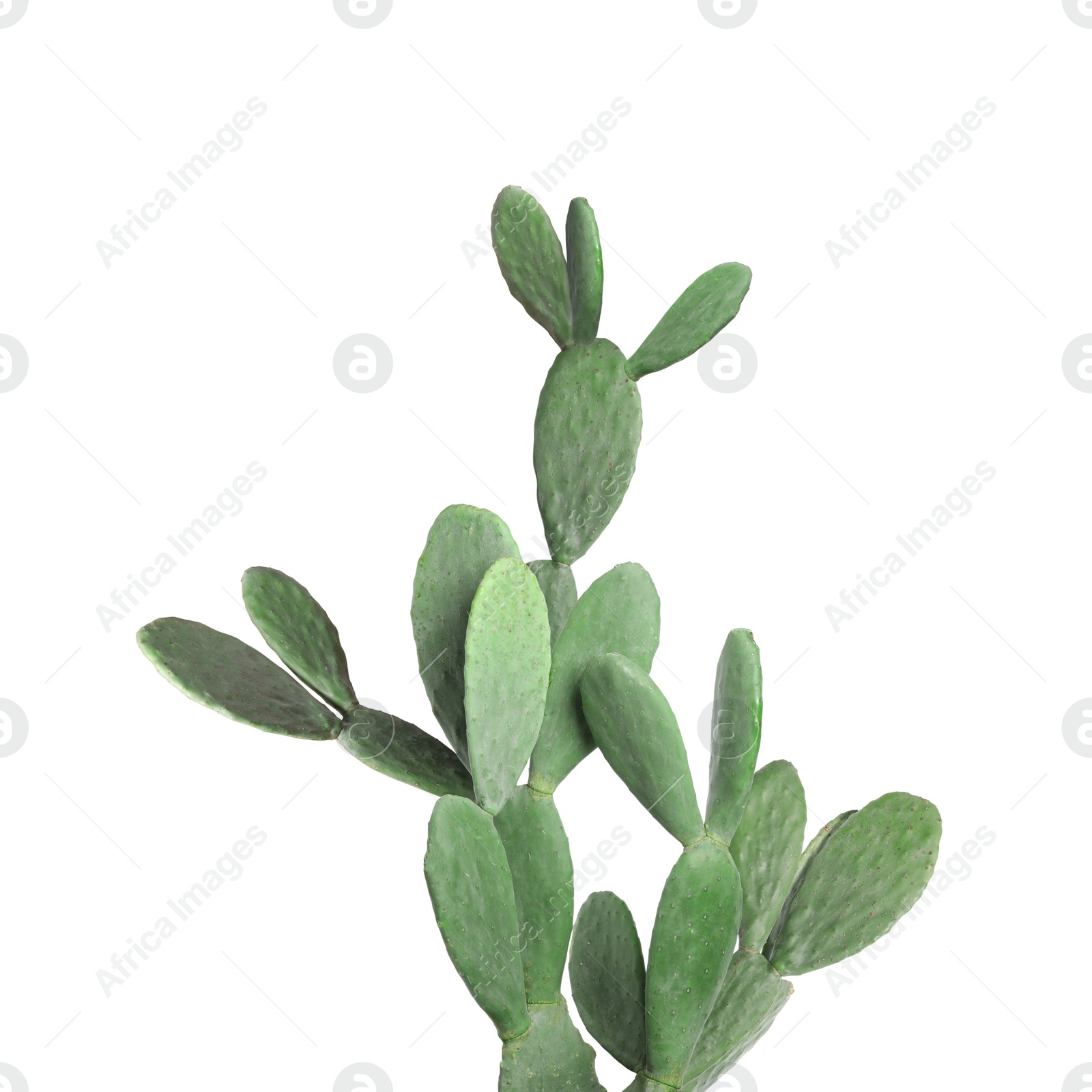 Image of Beautiful big green cactus on white background