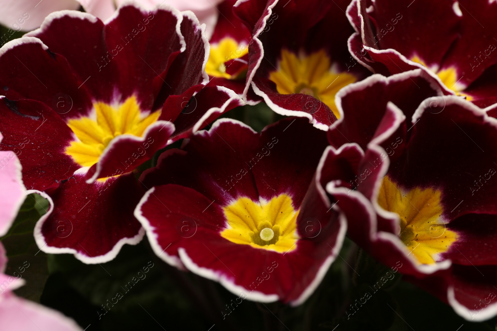 Photo of Beautiful primula (primrose) plant with burgundy flowers, closeup. Spring blossom