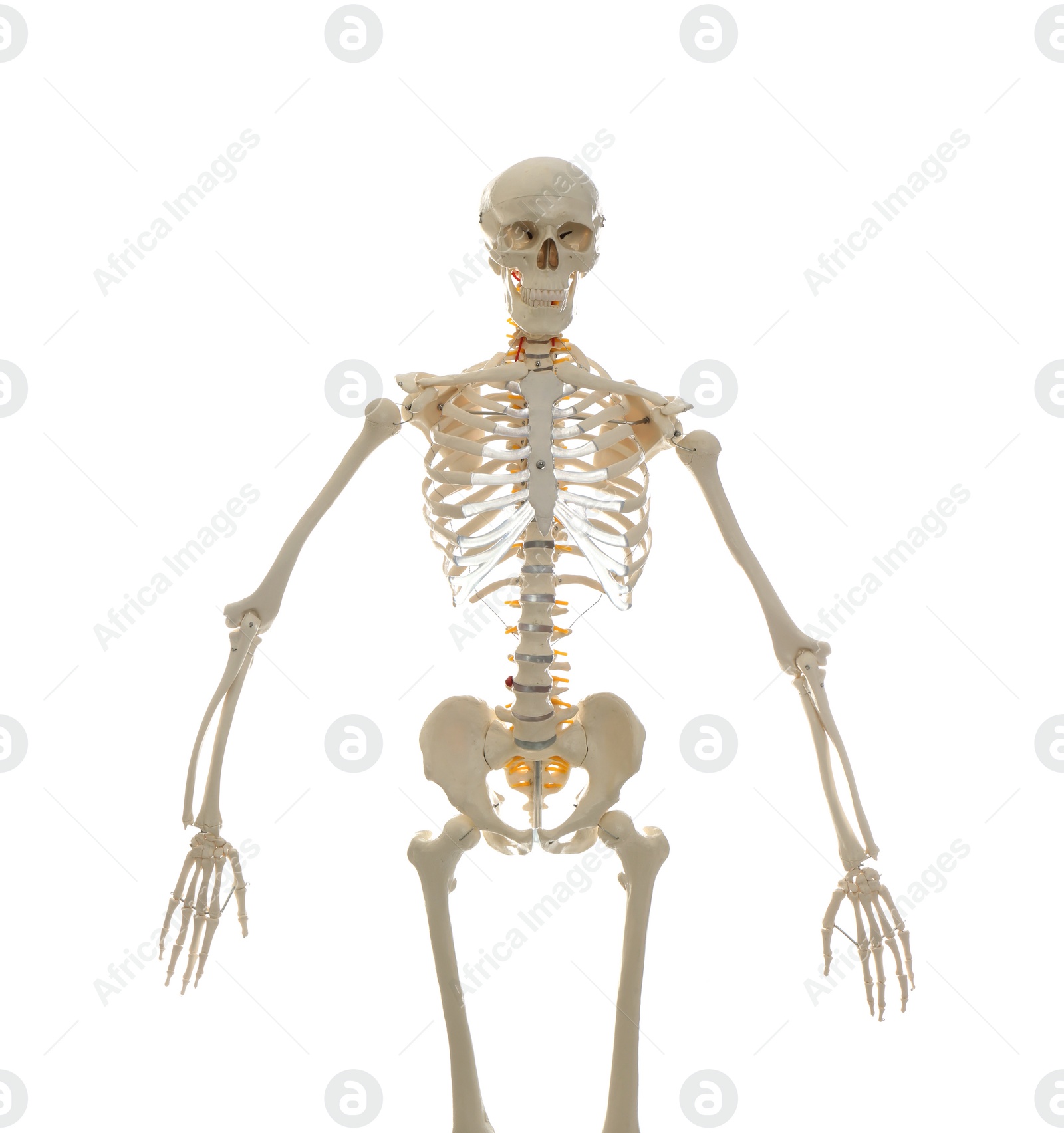 Photo of Artificial human skeleton model isolated on white