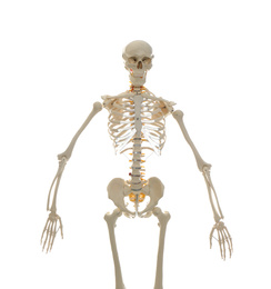 Photo of Artificial human skeleton model isolated on white