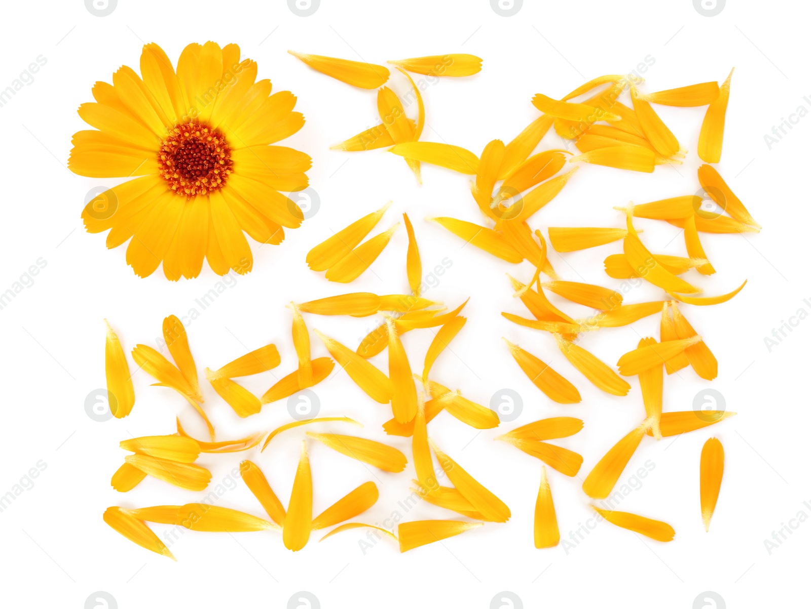 Photo of Beautiful calendula flower and petals on white background, flat lay