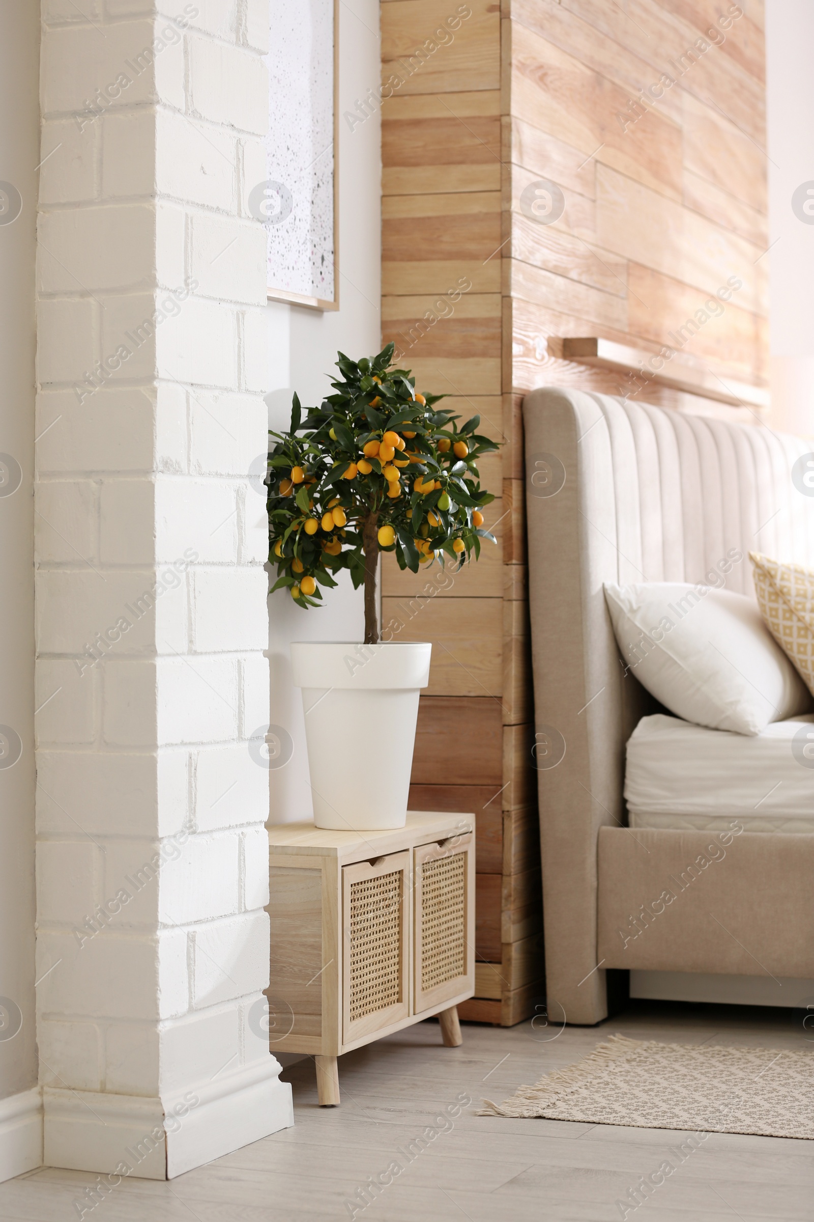 Photo of Potted kumquat tree with ripening fruits indoors. Interior design