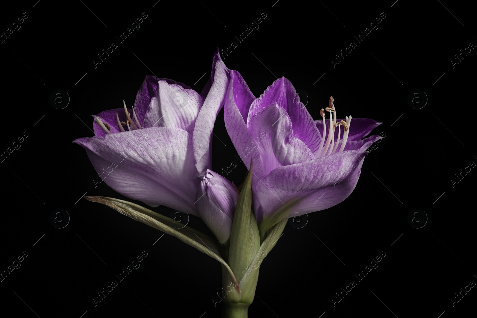 Image of Violet flowers on black background, closeup. Funeral attributes