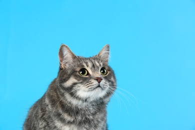 Photo of Cute gray tabby cat on light blue background, space for text. Lovely pet