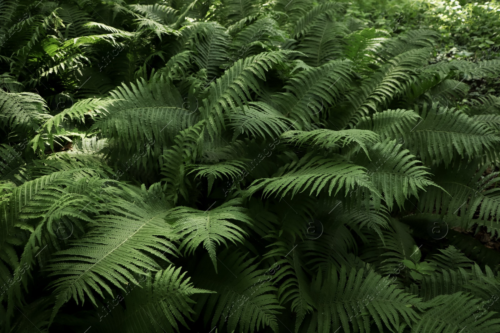 Photo of Beautiful fern with lush green leaves growing outdoors