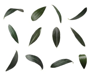 Set with fresh green olive leaves on white background