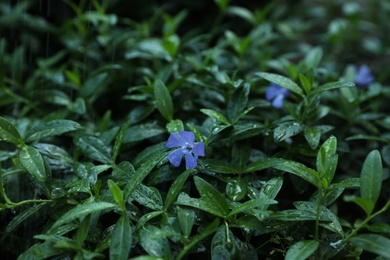 Beautiful periwinkles in garden on rainy day