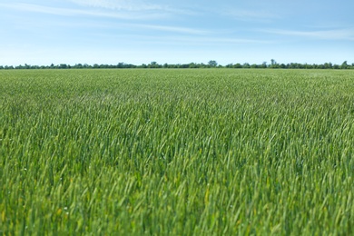 Photo of Wheat field on sunny day. Amazing nature in  summer