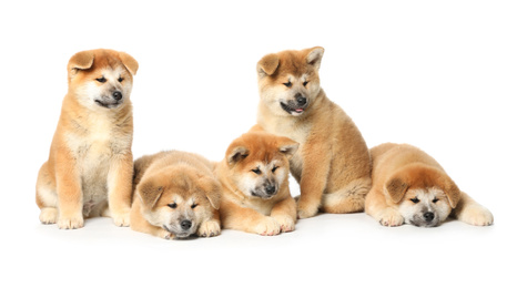 Cute Akita Inu puppies on white background. Baby animals