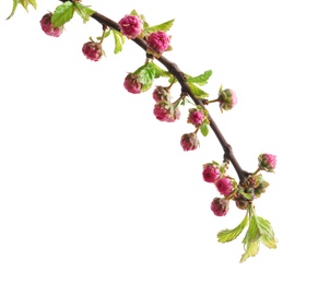 Photo of Beautiful blossoming branch on white background