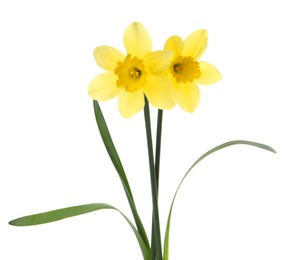 Beautiful blooming yellow daffodils on white background