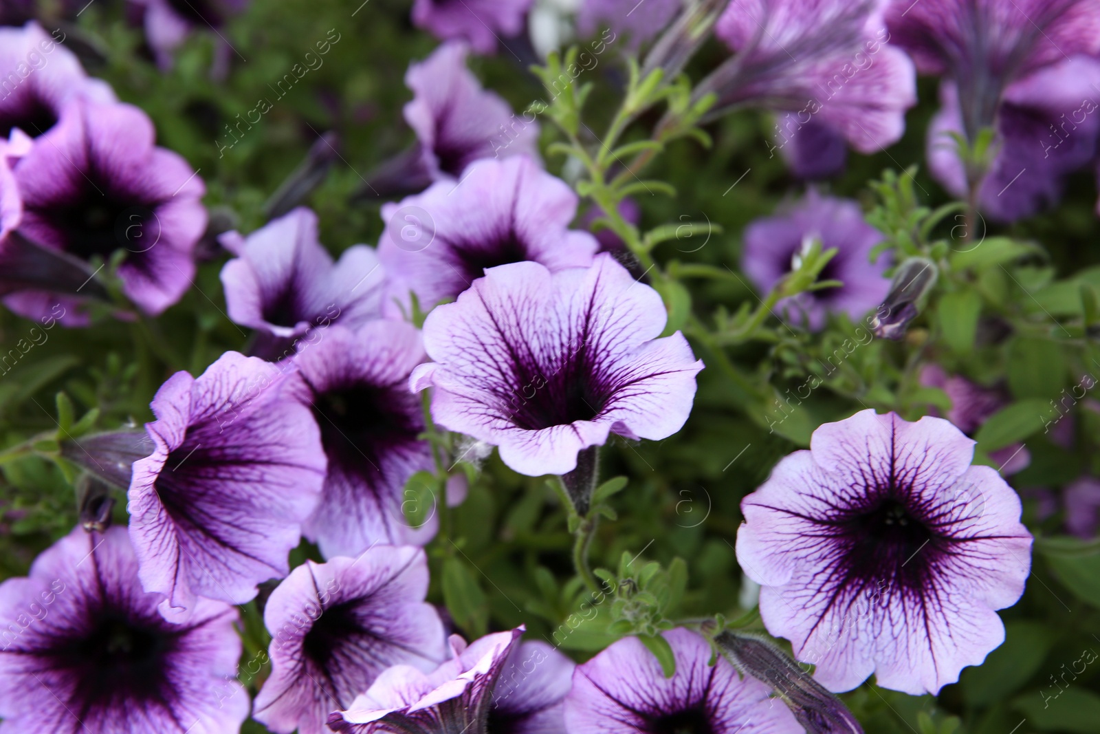 Photo of Closeup view of beautiful petunia flowers. Potted plant