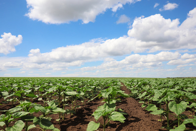 Photo of Agricultural field with young sunflower plants on sunny day