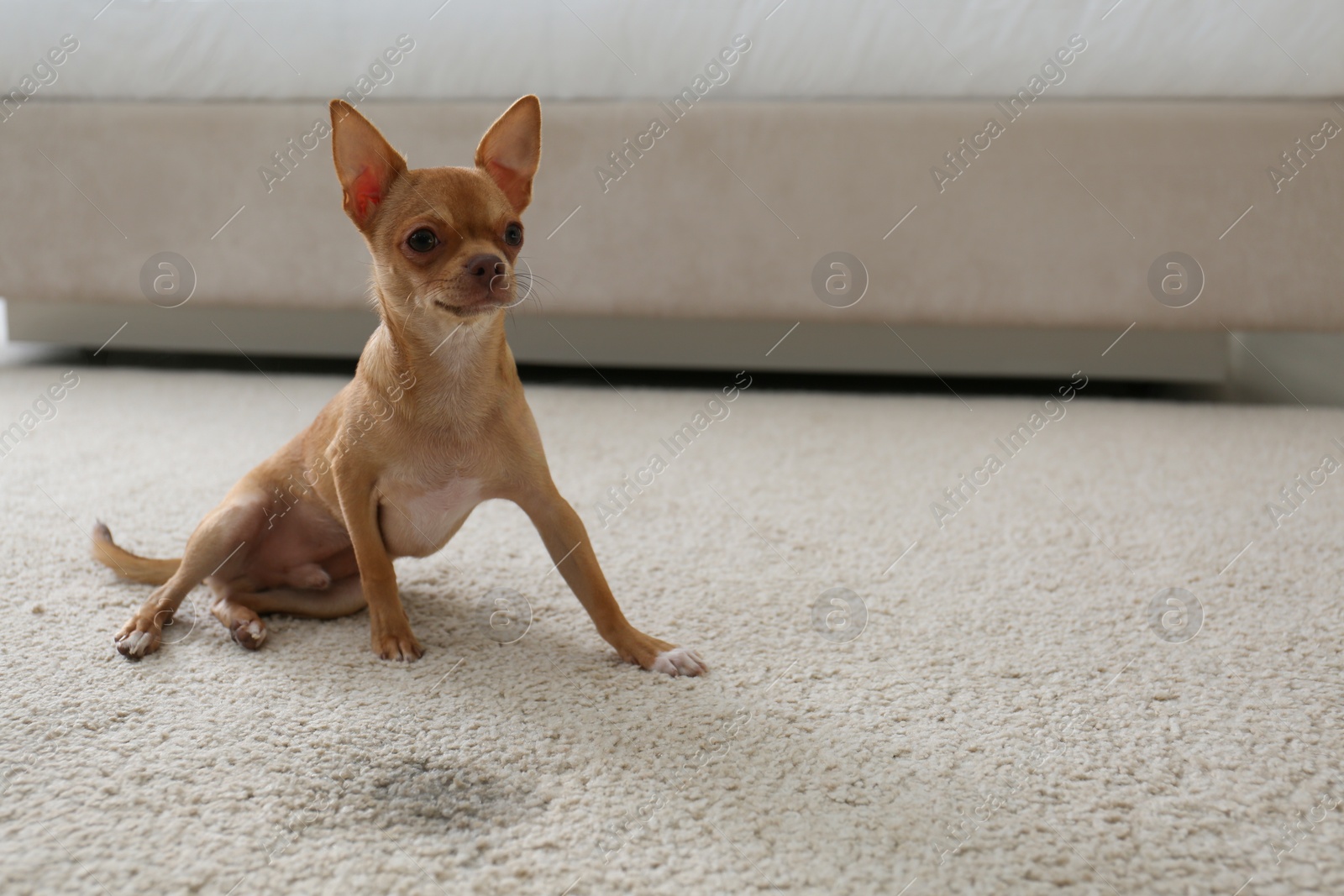 Photo of Adorable Chihuahua dog near wet spot on carpet indoors. Space for text