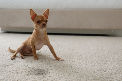 Photo of Adorable Chihuahua dog near wet spot on carpet indoors. Space for text