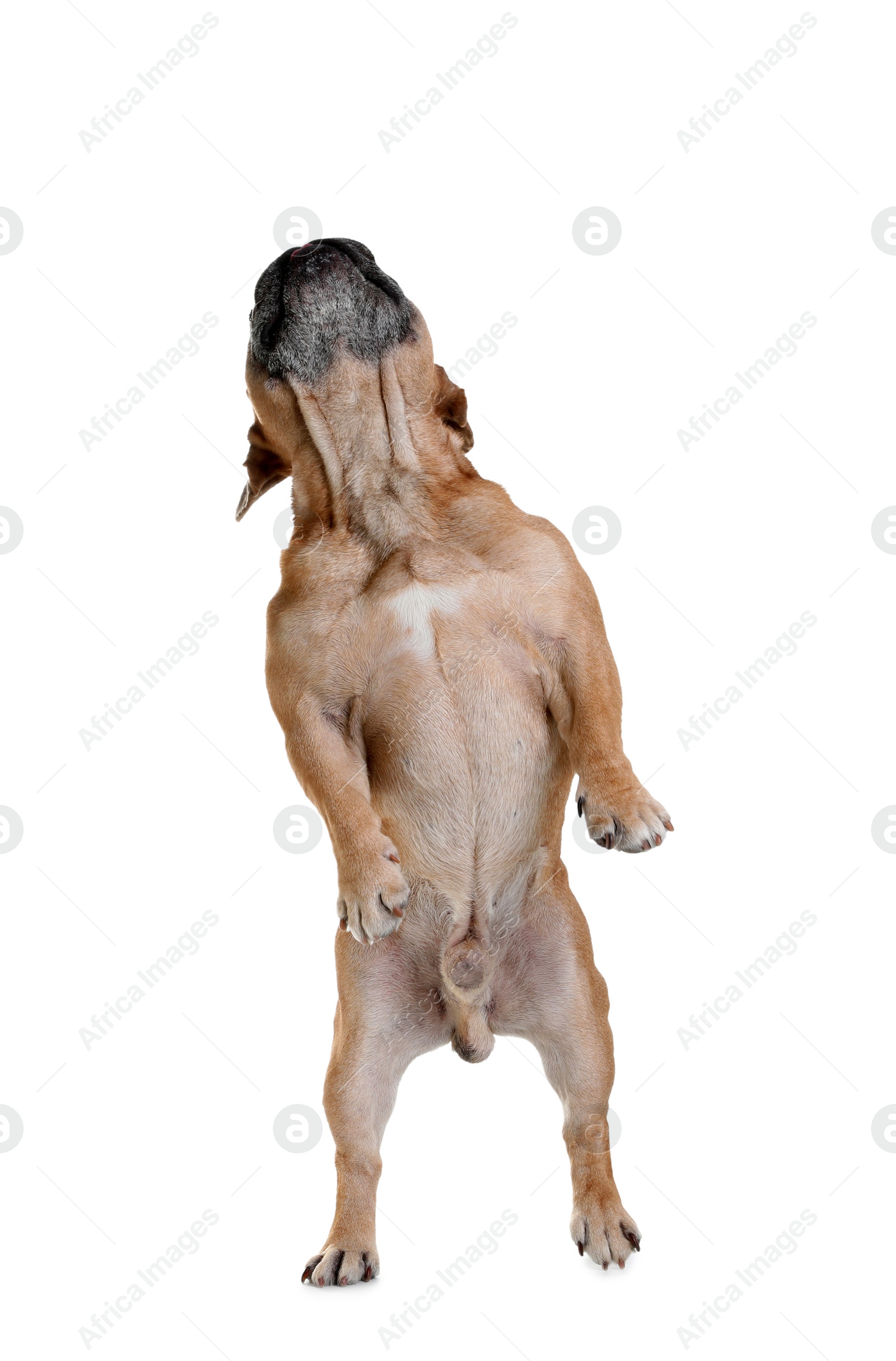 Photo of Cute French bulldog on white background. Funny pet