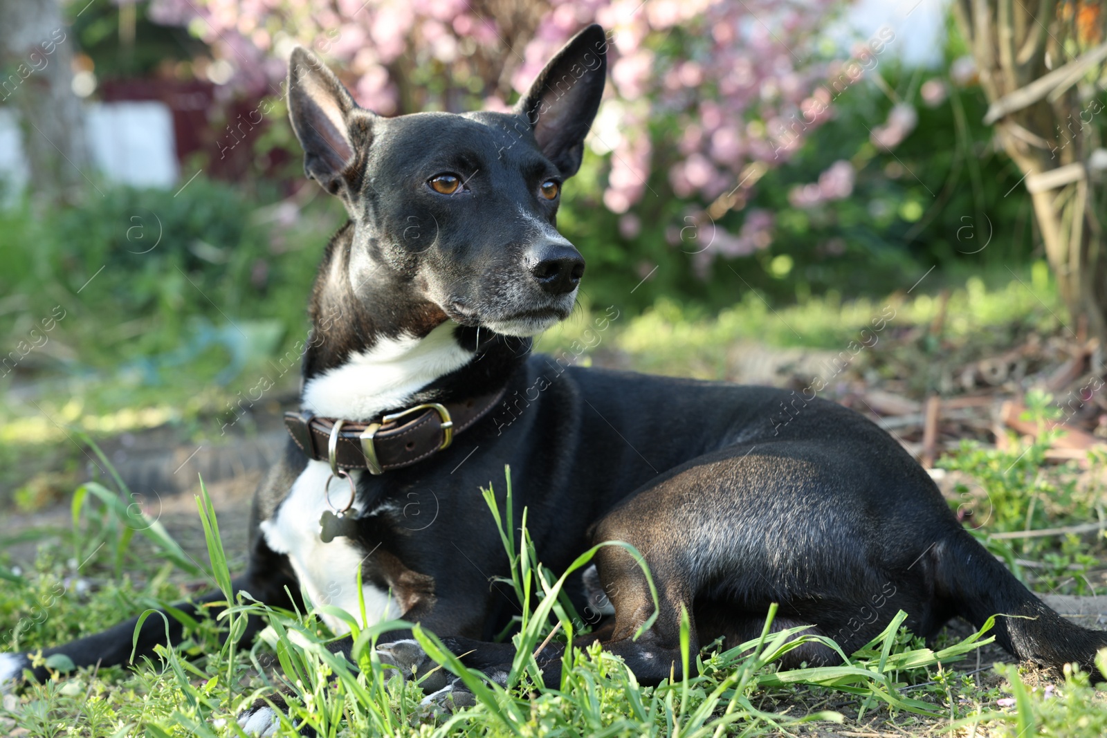 Photo of Cute dog lying on green grass outdoors