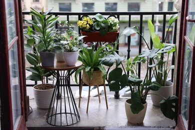 Many different beautiful plants in pots on balcony