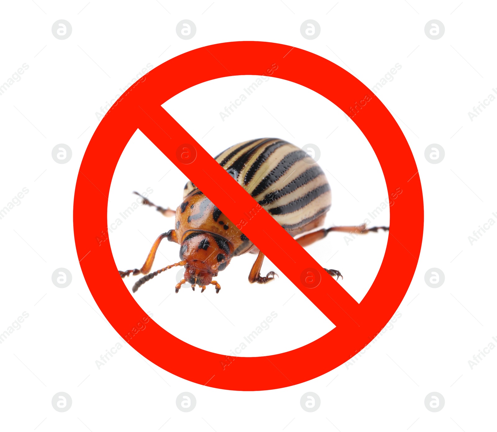 Image of Colorado potato beetle and red prohibition sign on white background