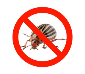 Colorado potato beetle and red prohibition sign on white background