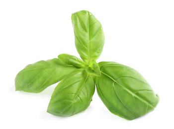 Photo of Fresh green basil leaves isolated on white