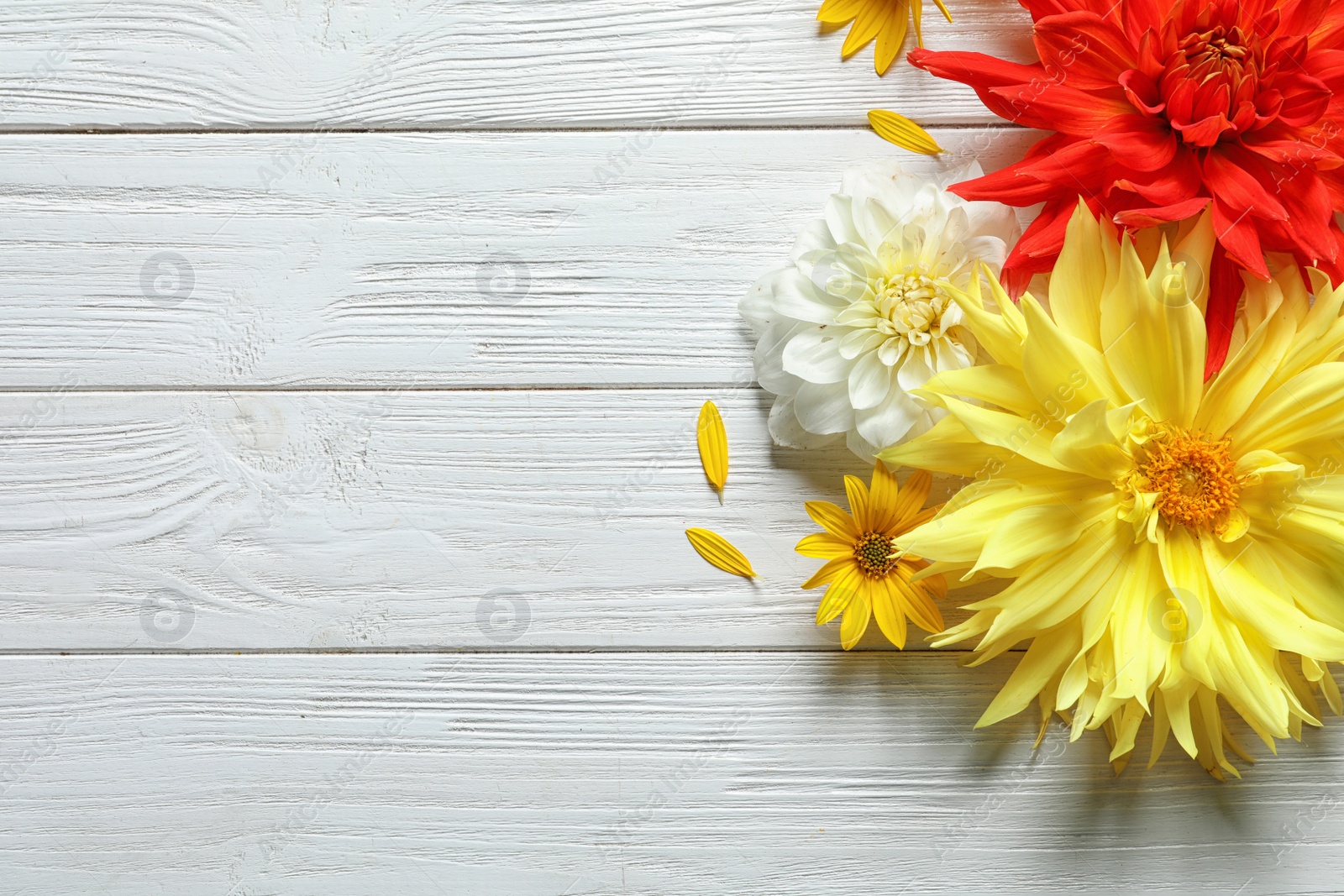 Photo of Flat lay composition with beautiful dahlia flowers and space for text on wooden background