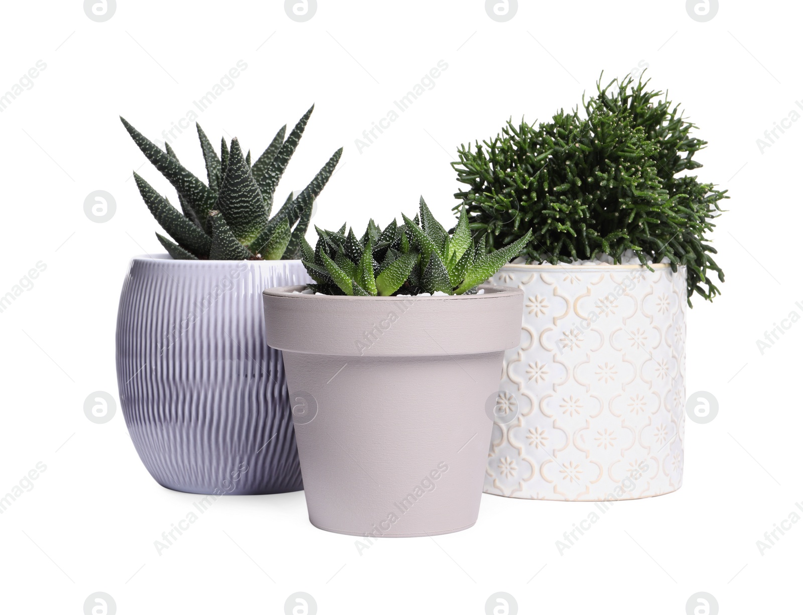 Photo of Different house plants in pots isolated on white