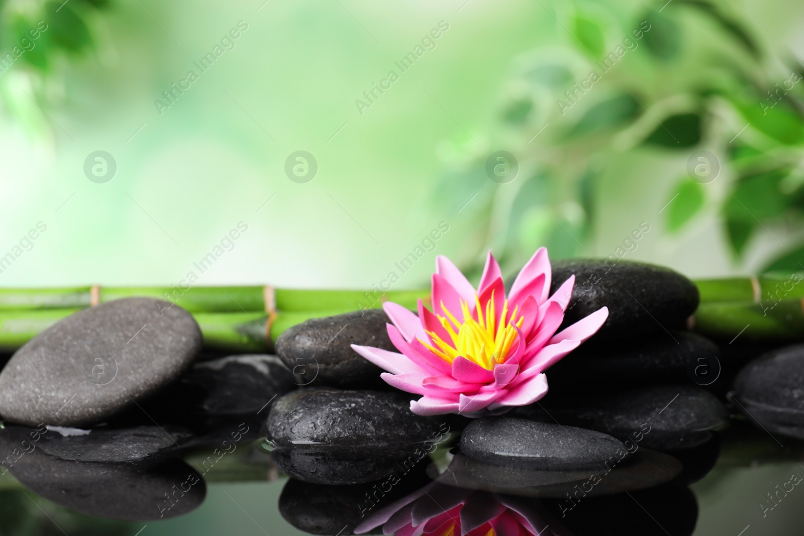 Photo of Beautiful zen garden with lotus flower and pond on blurred green background