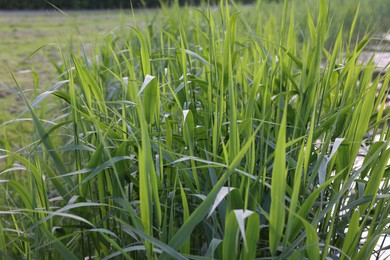 Photo of Beautiful green reed plants growing outdoors, closeup