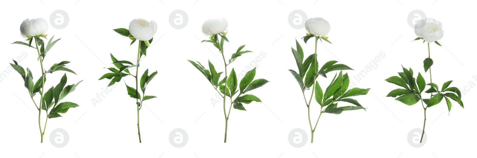 Image of Set of beautiful peony flowers on white background. Banner design