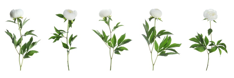 Image of Set of beautiful peony flowers on white background. Banner design