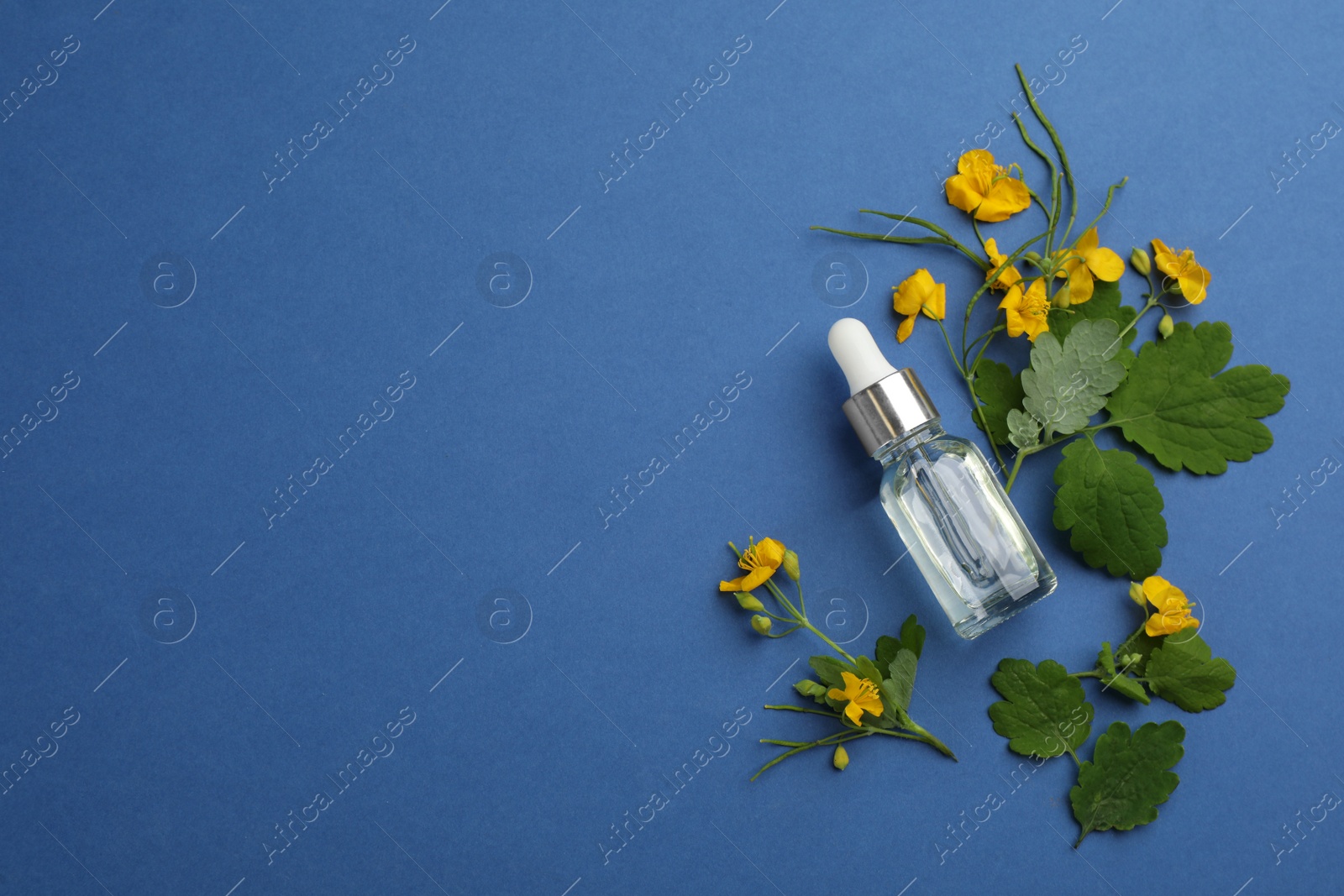 Photo of Bottle of natural celandine oil and flowers on blue background, flat lay. Space for text