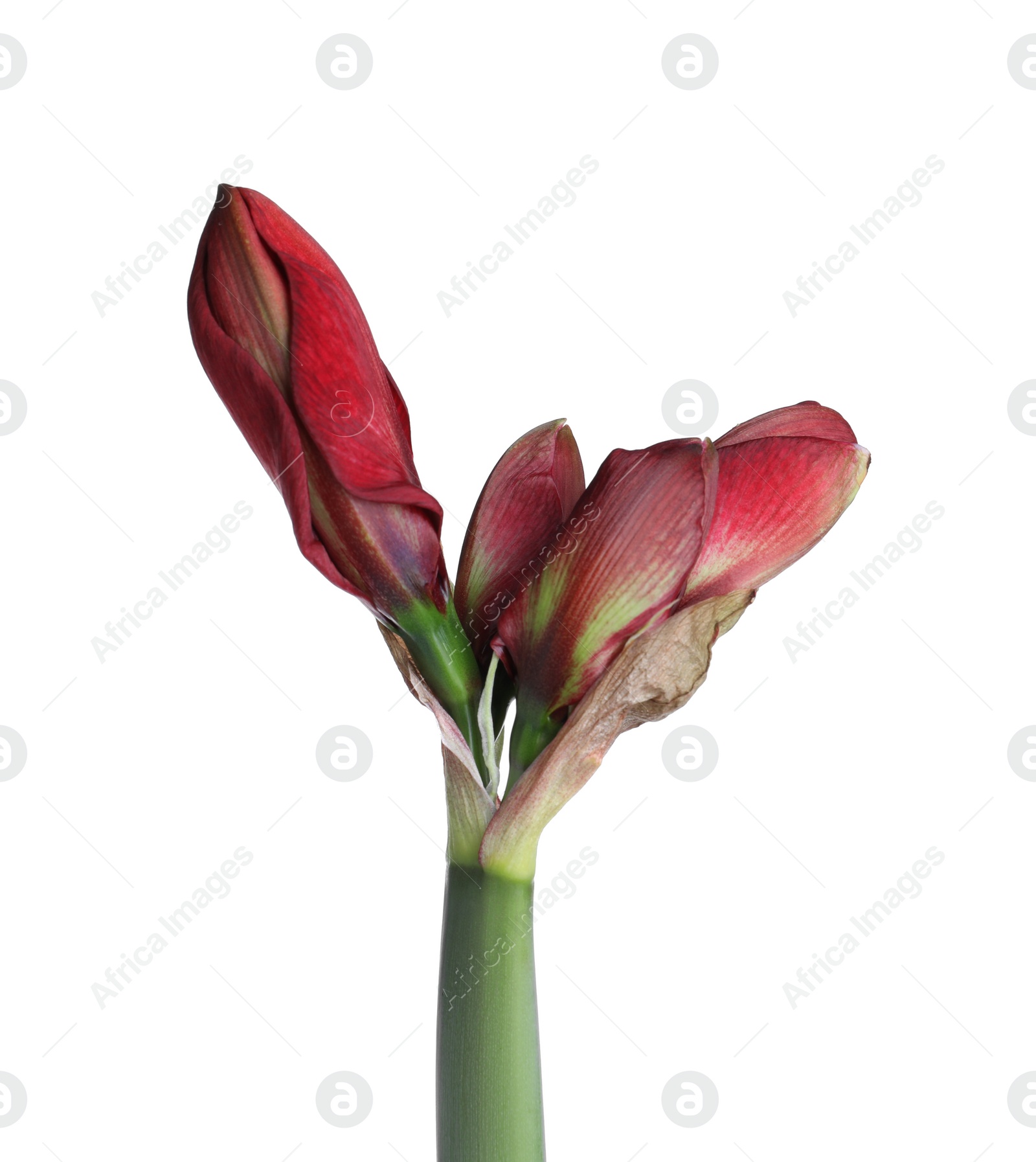 Photo of Beautiful red amaryllis flower isolated on white