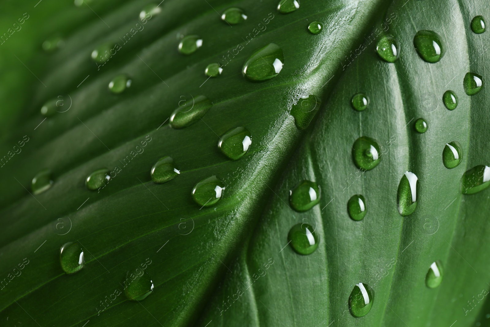 Photo of Green leaf with dew drops as background, closeup