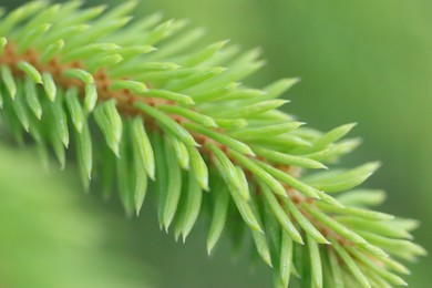 Branch of fir tree on blurred background, macro view