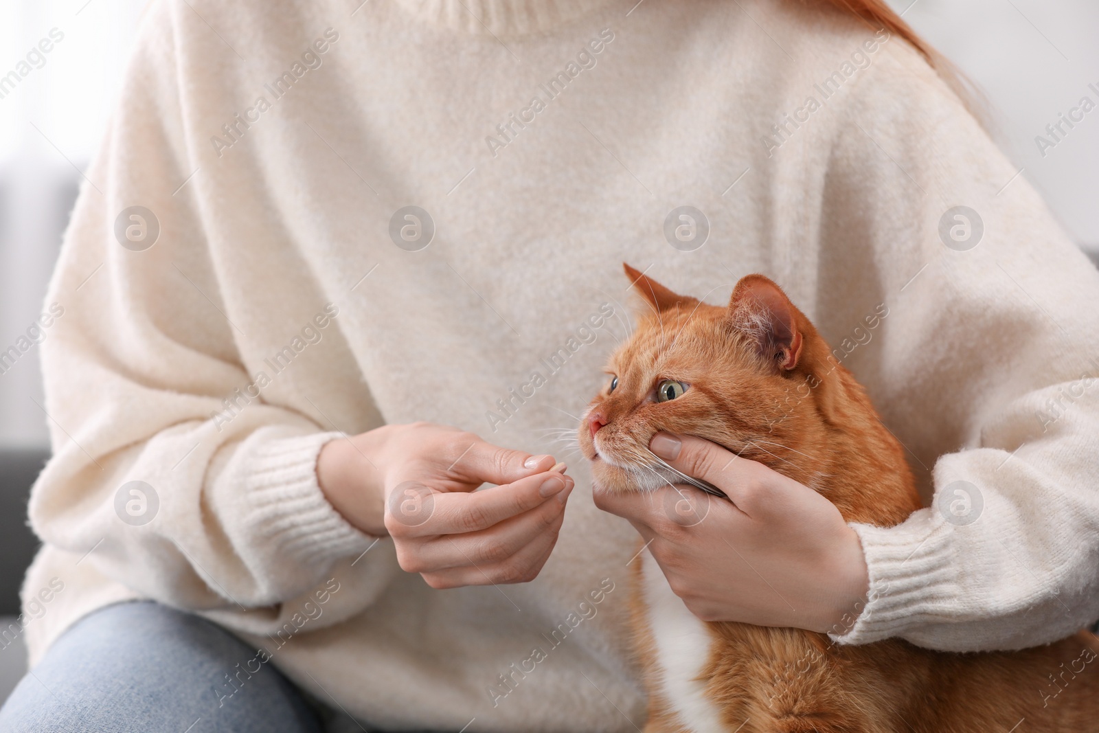 Photo of Woman giving vitamin pill to cute cat, closeup