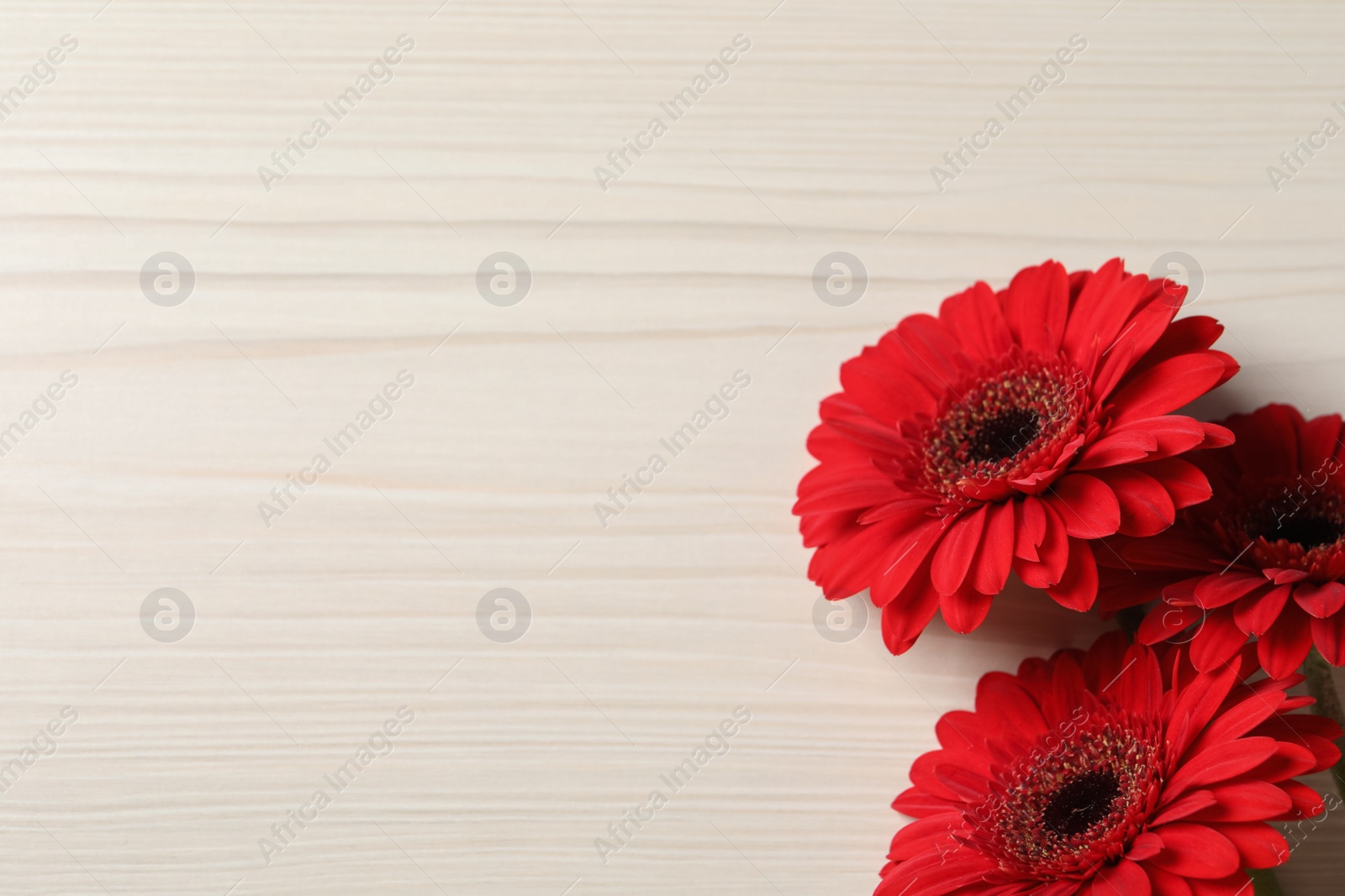 Photo of Bouquet of beautiful red gerbera flowers on wooden background, top view. Space for text