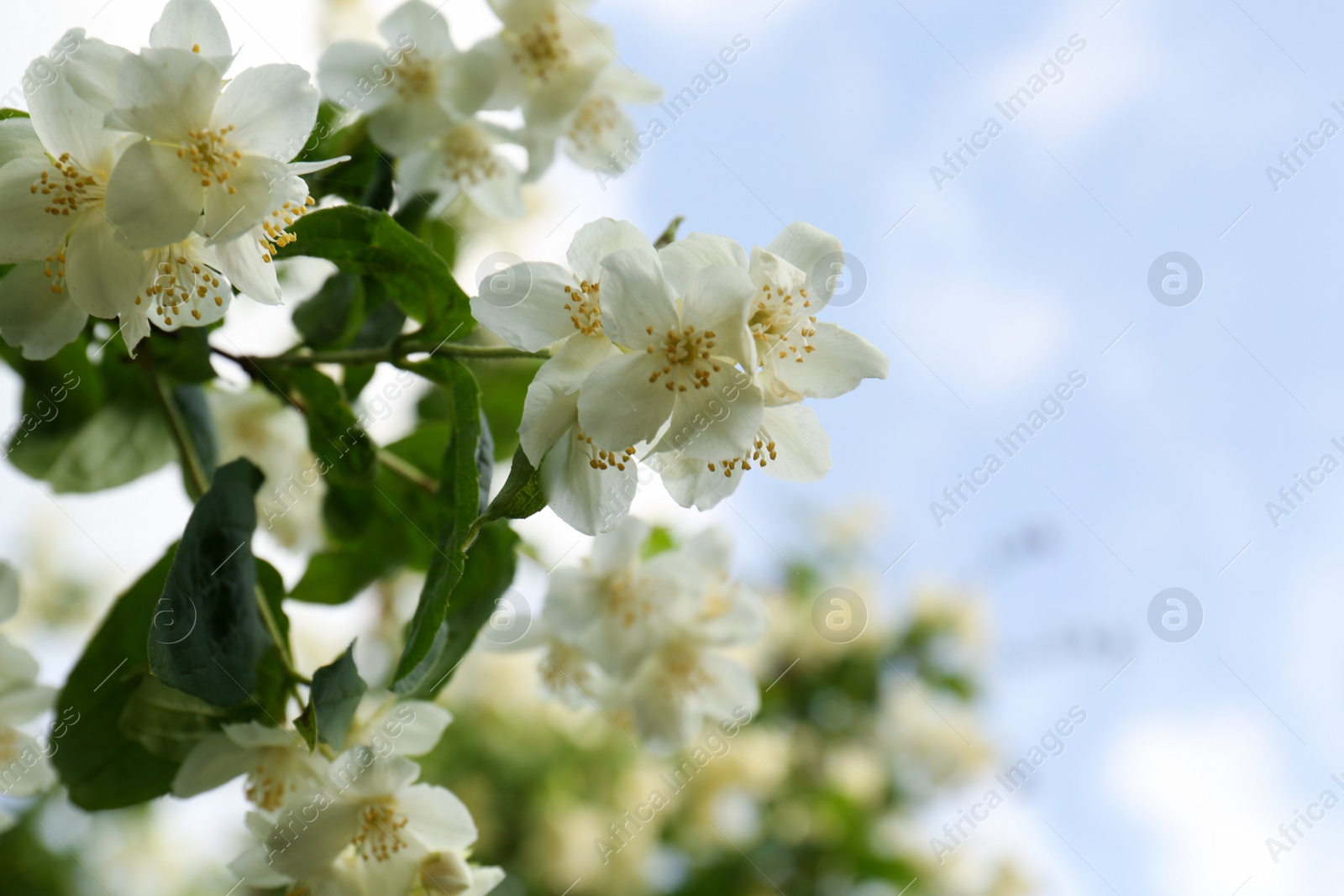 Photo of Beautiful blooming white jasmine shrub outdoors, closeup. Space for text