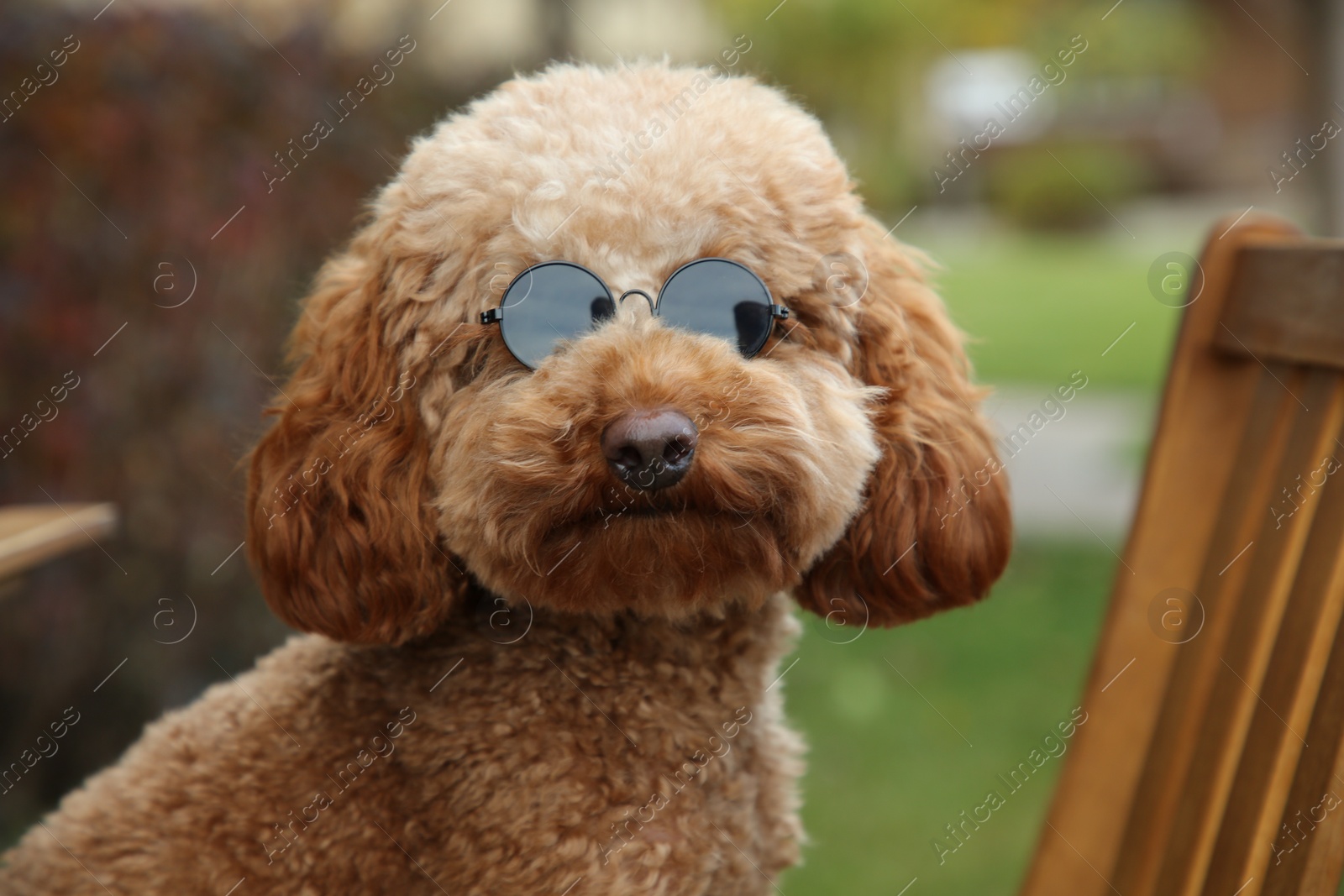 Photo of Cute fluffy dog in sunglasses on blurred background