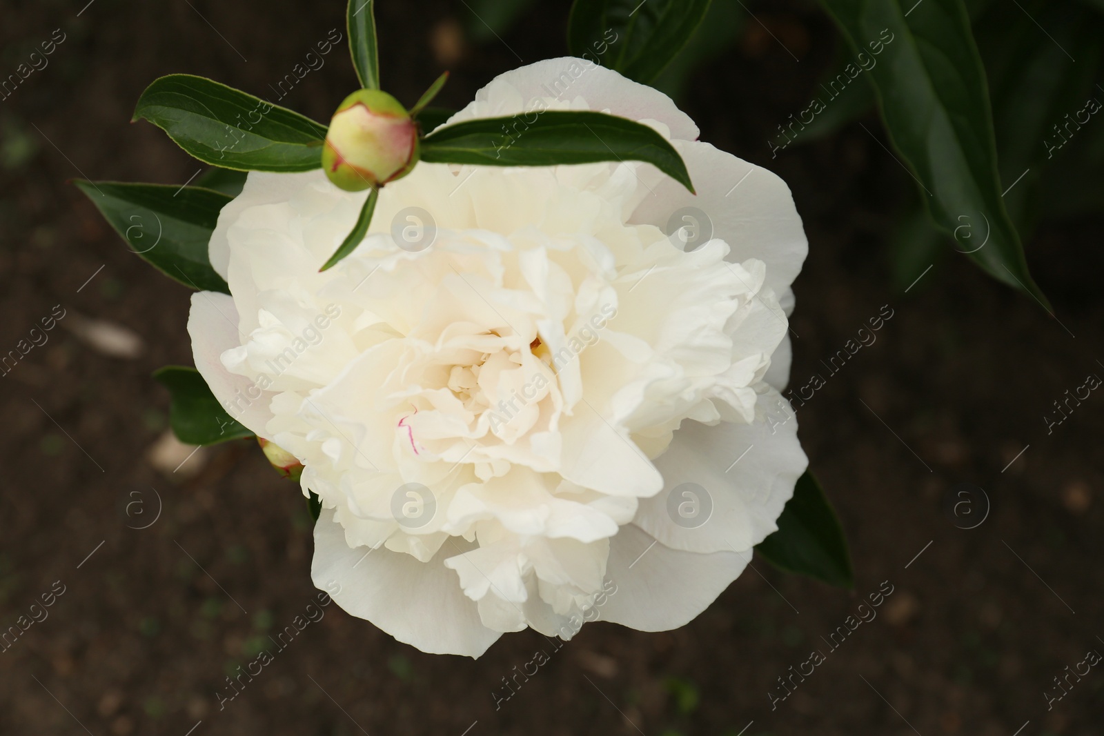 Photo of Beautiful blooming white peony growing in garden, closeup