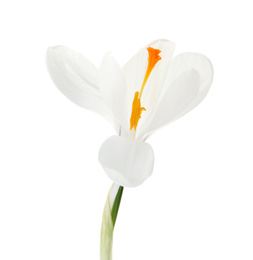 Beautiful crocus flower isolated on white. Spring season