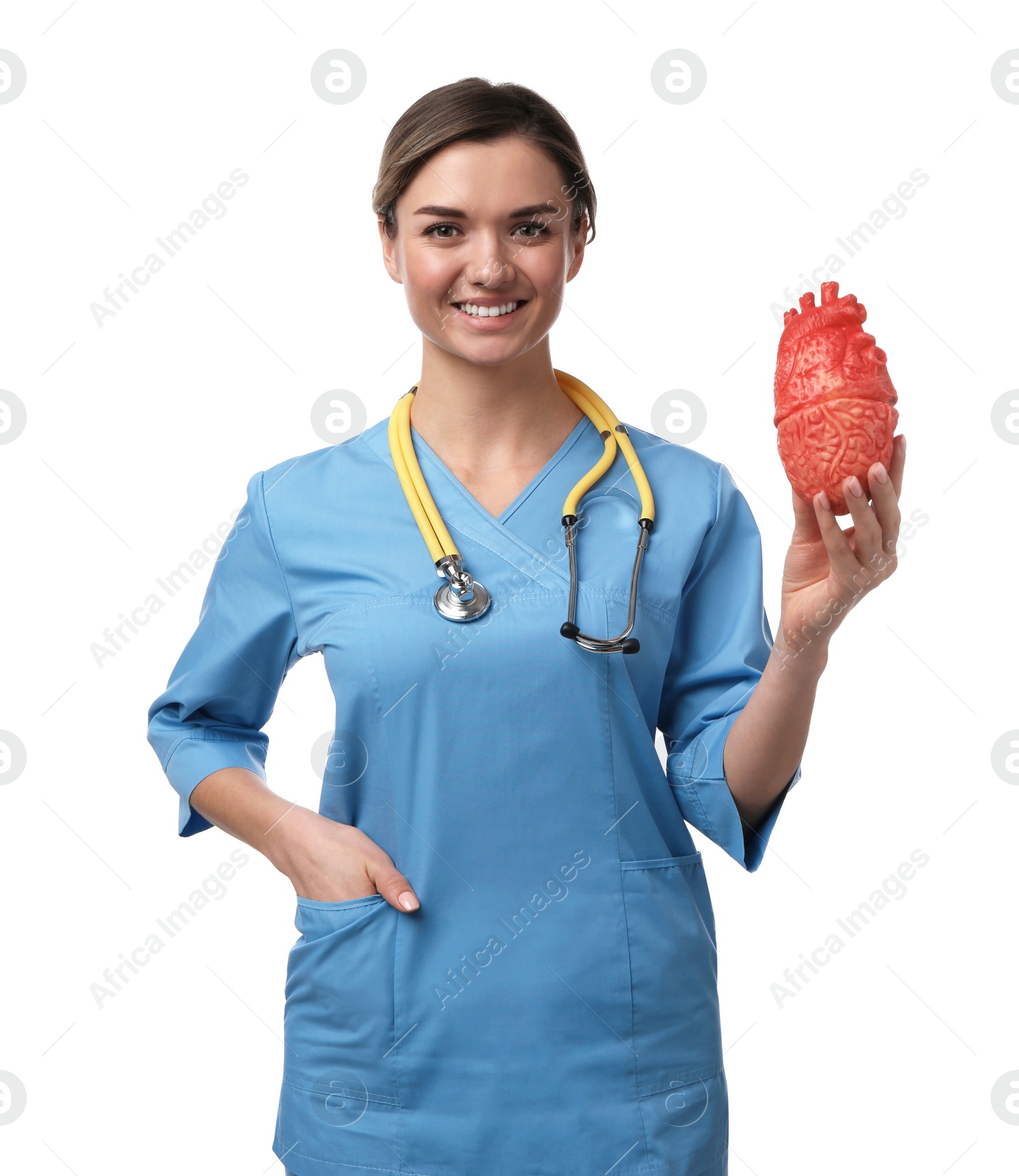 Photo of Doctor with stethoscope and model of heart on white background. Cardiology concept