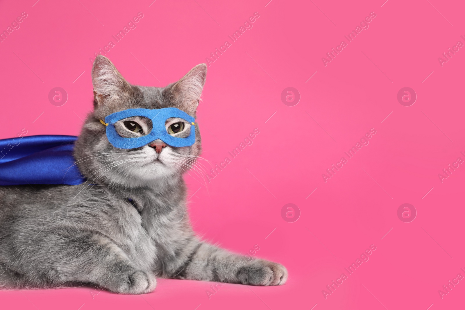 Photo of Adorable cat in blue superhero cape and mask on pink background, space for text