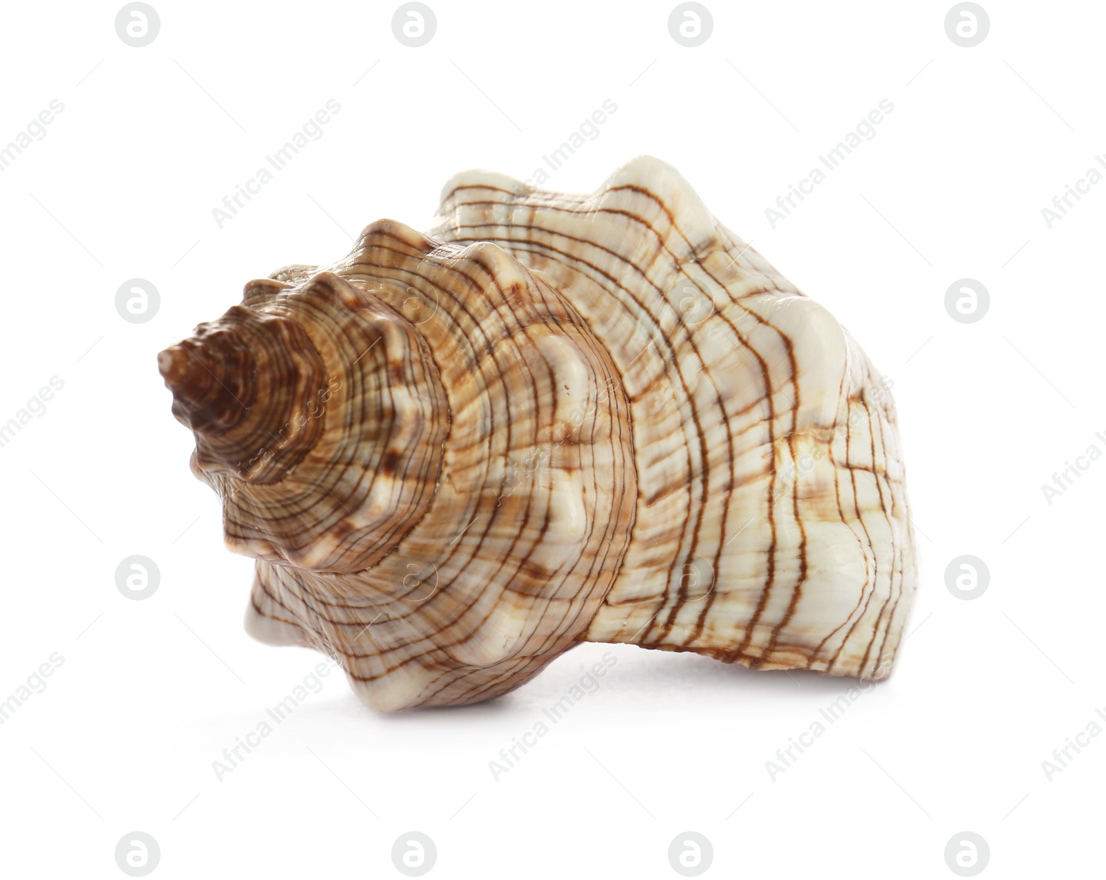 Photo of Beautiful exotic sea shell isolated on white